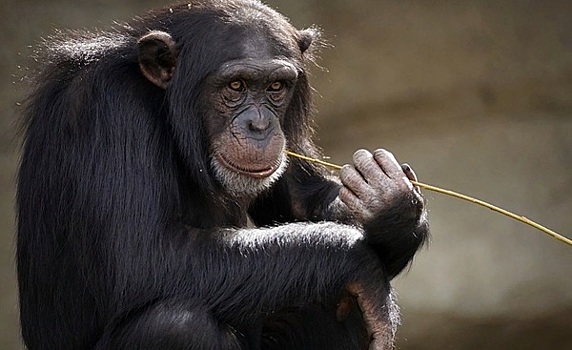 Исследователи обнаружили у шимпанзе новую «цивилизацию»