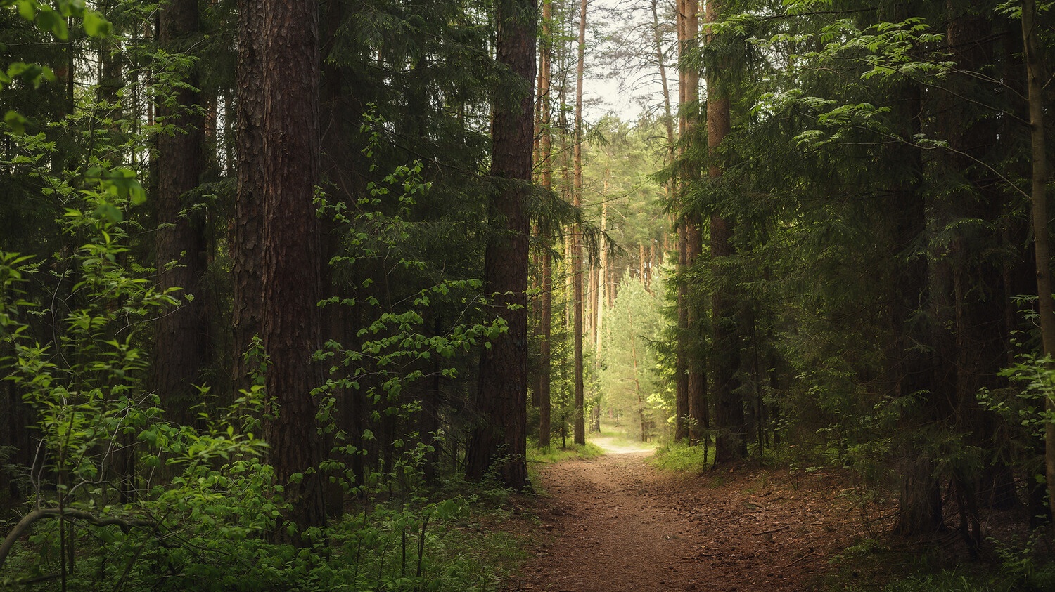 Пять подростков потерялись в лесу в Брянской области