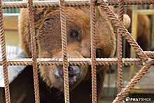 Томская мэрия пообещала защитить горожан от диких животных