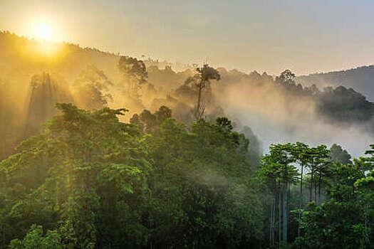 ARER: на мировой карте видов флоры обнаружены 32 темные зоны