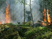 В Якутии площадь лесных пожаров достигла 130 тыс. га