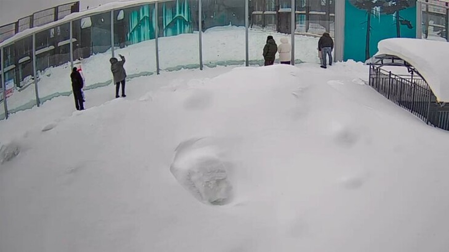 Посетитель зоопарка в Перми пытался накормить белых медведей таблетками