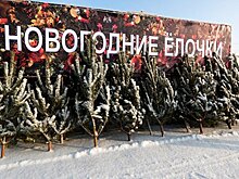 В Москве заработали елочные базары