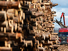 В РФ продажи лесоматериалов на бирже выросли на 20% в 2024 году