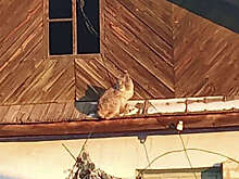 Chita.Ru: рысь забралась на крышу дома в Урульге в Забайкальском крае