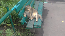 Умер самый толстый кот в России Степан