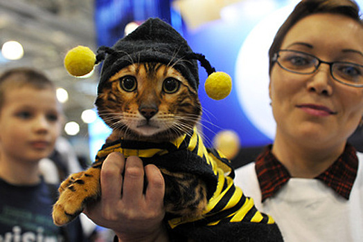 Выходные 6–8 декабря в Москве: ярмарка non/fiction и выставка кошек Winter Cat Show