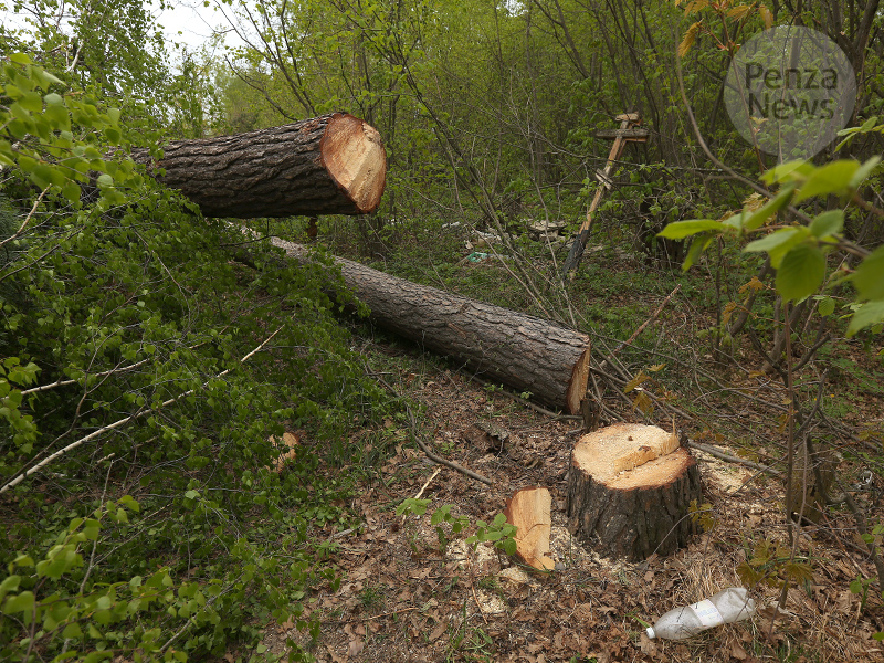 В Пензенской области выявлено два факта незаконной рубки деревьев