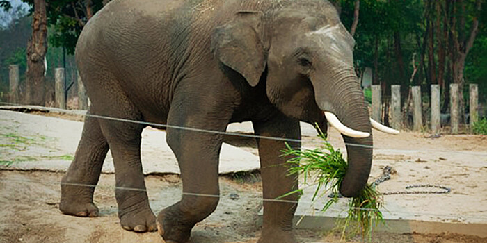 Намибия намерена устроить распродажу слонов