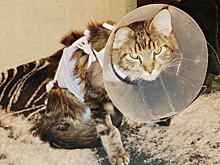 Ветеринары из Пушкина прооперировали мейн-куна, съевшего мелкий предмет