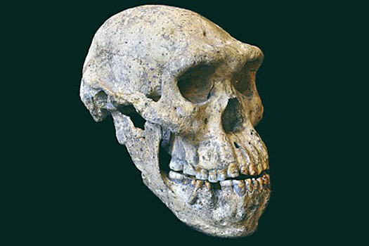 QEH: в Мадурском проливе обнаружены останки Homo erectus возрастом 140 тыс. лет
