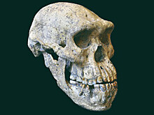 QEH: в Мадурском проливе обнаружены останки Homo erectus возрастом 140 тыс. лет