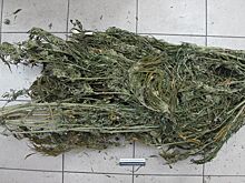 Свыше 3 кг: транспортные полицейские Батайска нашли у дончанина коноплю