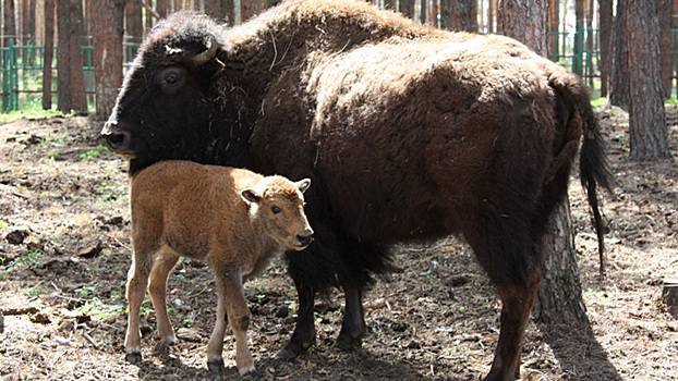 В Воронежском зоопитомнике «Червленый Яр» у пары бизонов родился третий детёныш