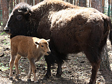 В Воронежском зоопитомнике «Червленый Яр» у пары бизонов родился третий детёныш