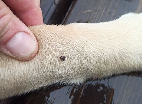 В Удмуртии клещи с начала эпидсезона покусали уже 59 человек