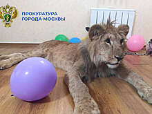 Уголовное дело об использовании львов для фотосессий возбудили в Москве