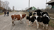 В Ингушетии брошенных коров отправят на штрафстоянку