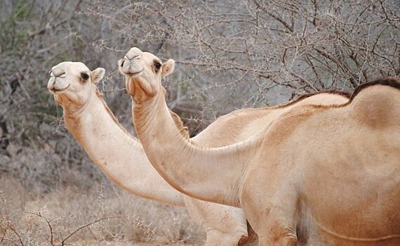 Из челнинского зоопарка "Тулпар" перевезли животных после резонансного видео с истощенным верблюдом