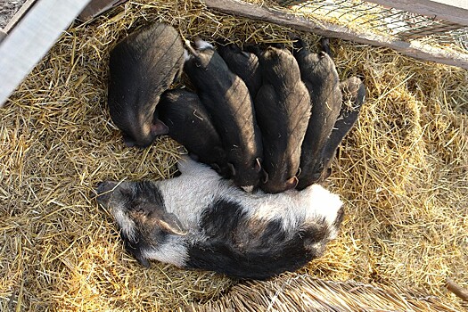 Россельхознадзор лишил статуса безопасности две свинофермы Кубани