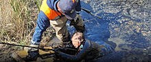 В Челябинской области спасатели вытащили женщину из лужи жидкого битума