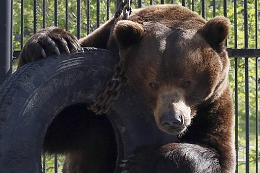 Медведь напал на дрессировщика под Волгоградом