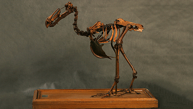 В Дарвиновском музее покажут скелет вымершей птицы додо