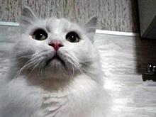 Кота, приносящего счастье, продают за 12 миллионов