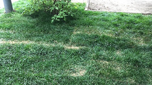 На Живописной улице восстановили газон