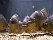 Стая пираний искусала десять человек