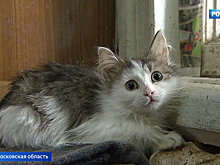 Тесное соседство: в Химках пытаются снести дворец на трех сотках