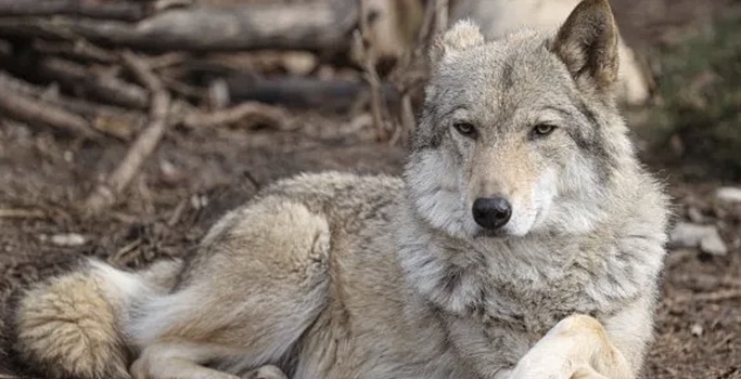 Финские ученые обвинили российских волков в сокращении поголовья оленей