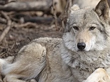 Финские ученые обвинили российских волков в сокращении поголовья оленей