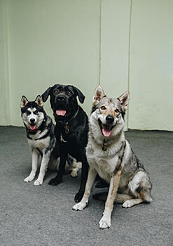 Документ для Шарика: Владельцев собак могут обязать регистрировать питомцев