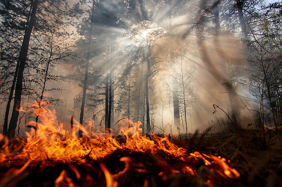 Ученые: потепление увеличит вдвое количество лесных пожаров в России: Статьи экологии ➕1, 18.06.2021