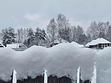 Зубры, дворец и фотосессии: куда съездить в Рязанской области зимой