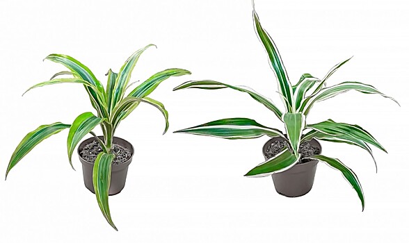 Ученые предложили пересмотреть «школьное» определение фотосинтеза