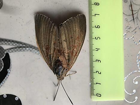 Сочинским пальмам курорта угрожает бабочка-бурильщик