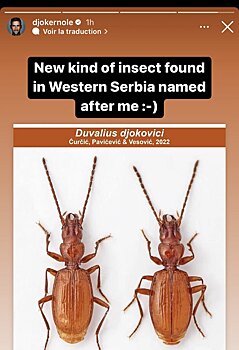 В честь Джоковича назвали новый вид насекомых в Сербии