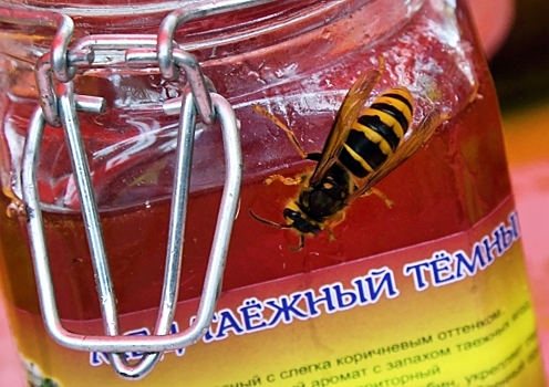 Накопительный эффект: Сколько укусов пчел безопасны для человека