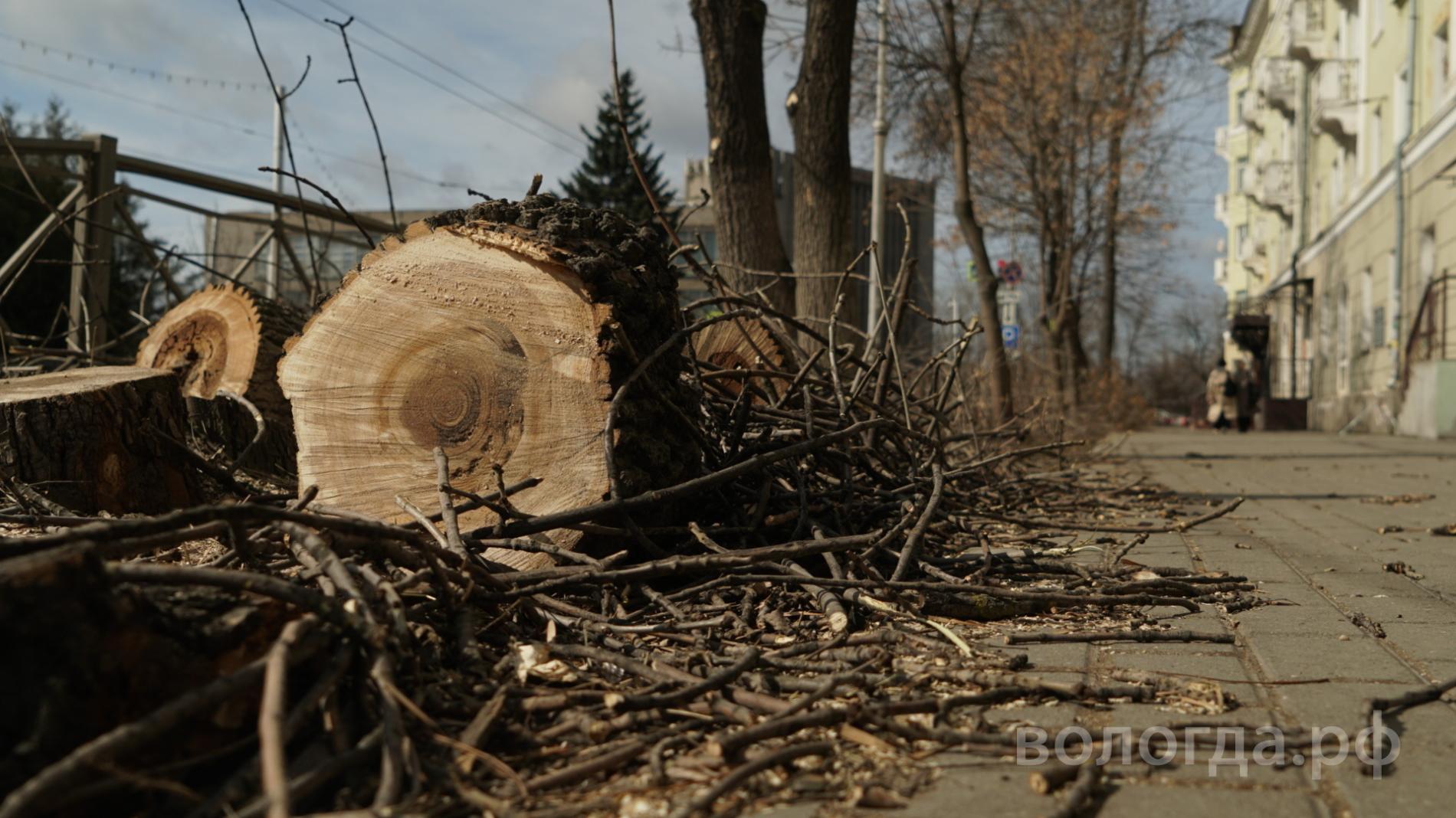 Санитарной обрезкой деревьев занимаются в Вологде