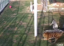 Котенок выжил в вольере с тиграми: видео