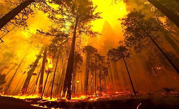 В Брянской области за счет бюджета региона купили технику для тушения лесных пожаров