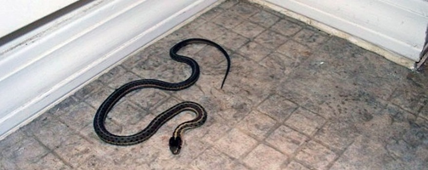 Семья встретилась со змеей на своей кухне
