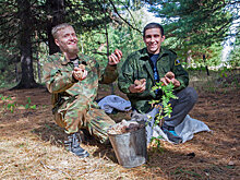 Для российских экспортеров дикоросов введут льготы