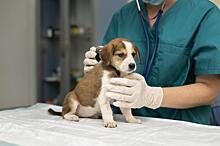 Чем можно заразиться от собаки? Кинолог назвал 4 самые частые болезни