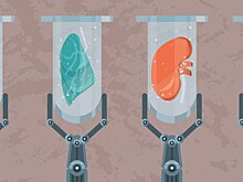 Роботы выращивают мини-органы из человеческих стволовых клеток
