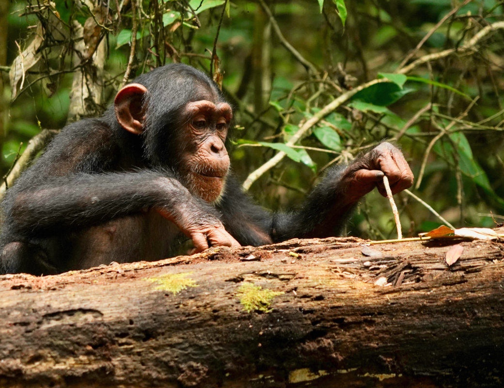 Шимпанзе учатся даже во взрослом возрасте