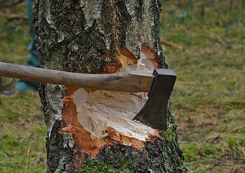 Дело о незаконной рубке деревьев на Красной площади в Оренбурге направили в суд