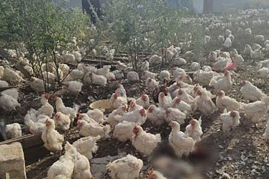 Жители российского поселка пожаловались на нашествие кур